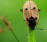 Rupsen-aaskever ( Xylodrepa quadripunctata ). JohnvandenHeuvel/www.stockburo.nl