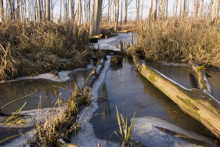 Copyright Natuurfotografen Drechtsteden.