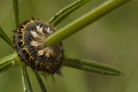 Detail. Copyright Natuurfotografenclub Drechtsteden.