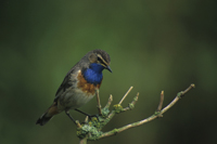 Blauwborst. Copyright Natuurfotografenclub Drechtsteden.