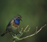 Blauwborst. Copyright natuurfotografenclub Drechtsteden.