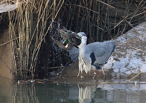 Reiger met wintertaling. Copyright Henk van de Graaf.