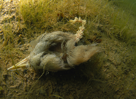 Vogelkop onder water. Copyright Cor van Kuyvenhoven.