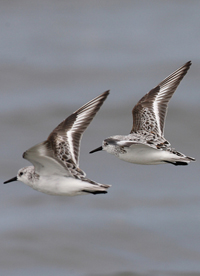 Drieteenstrandlopers. Copyright Jacques van der Neut.