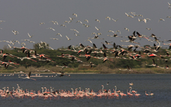 Flamingos. Copyright Jacques van der Neut.