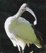 Heilige Ibis. Copyright Mike Melis