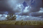 Biesbosch met dreigende wolkenlucht. Copyright J.v.d. Neut