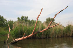 Kunst in De Biesbosch. Copyright Jacques van der Neut.