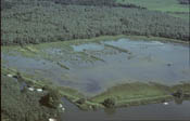 'Drijvende' Mariapolder in De Sliedrechtse Biesbosch. Copyright J.v.d. Neut.