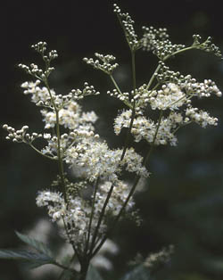 Moerasspirea. Copyright Jacques van der Neut.