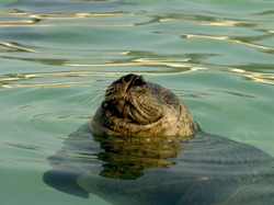 Zeehond. Copyright Henk van de Graaf.