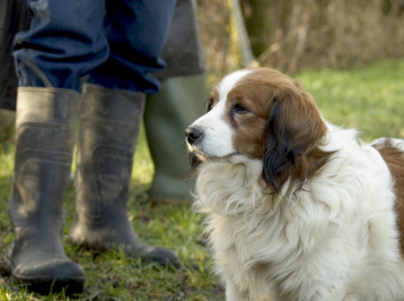 Kooihondje van Reuser. Hofmansplaat, Brabantse Biesbosch. Copyright Henk van de Graaf.