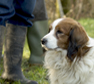 Kooikerhondje. Copyright Henk van de Graaf.