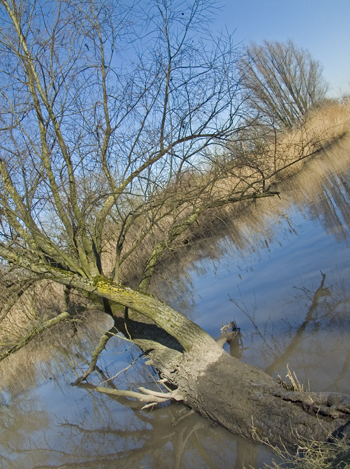 Leven en dood in een eeuwig ritme. Copyright Henk van de Graaf.