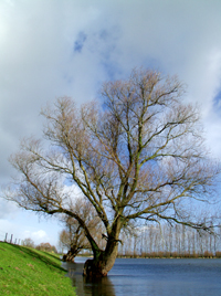 Polder De Hooge Hof onder water in 2004. Copyright HenkvandeGraaf/www.stockburo.nl