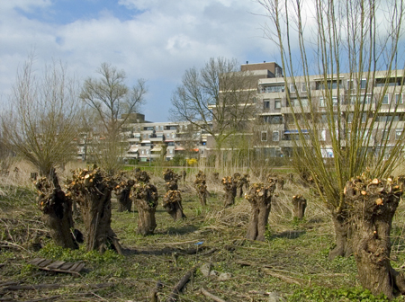 Wantij. Copyright Henk van de Graaf.