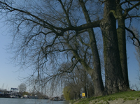 Een aantal van Dordrechts oudste bomen staan aan het Wantij. Copyright Henk van de Graaf.