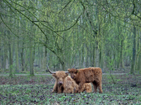 Hooglanders. Copyright Henk van de Graaf.