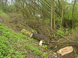 Kapwerkzaamheden Wantijpark. Copyright Henk van de Graaf.