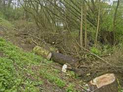 Bomenkap Wantijpark. Copyright Henk van de Graaf.