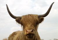 Schotse Hooglander. Copyright Henk van de Graaf.