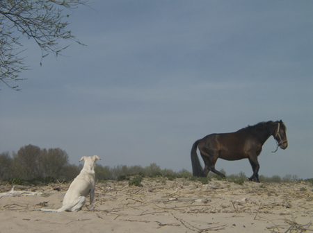 Hond en paard. Copyright HenkvandeGraaf/www.stockburo.nl