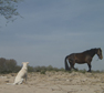 Hond en paard. Copyright HenkvandeGraaf/www.stockburo.nl