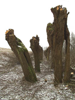 Oude wilgen. Copyright: AlfonsvanBokhorst/www.stockburo.nl