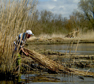 Rietsnijder, Biesbosch. Copyright Henk van de Graaf.