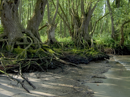 Oever Beneden Merwede. Copyright Henk van de Graaf.