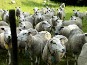 Kudde schapen. Copyright; HenkvandeGraaf/www.stockburo.nl