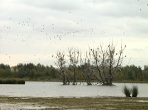 Bendenen Spieringpolder. Copyright HenkvandeGraaf/www.stockburo.nl