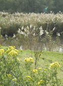 Jacobskruiskruid en riet. Copyright HenkvandeGraaf/www.stockburo.nl