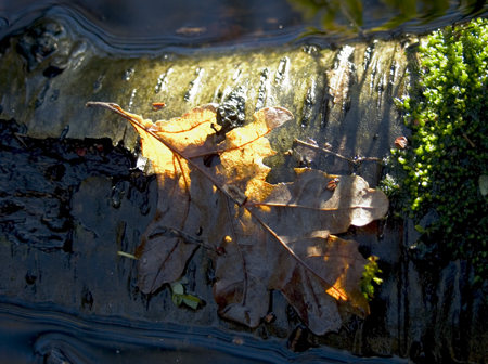 Wintersfeer. Copyright Henk van de Graaf.