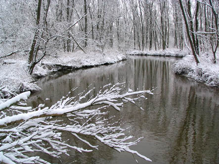 Biesbosch in maart 2005.  foto Jacques van der Neut 