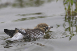 Jonge witvleugelstern. Copyright Jacques van der Neut.