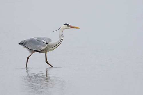 Blauwe reiger. Copyright Alfons van Bokhorst.