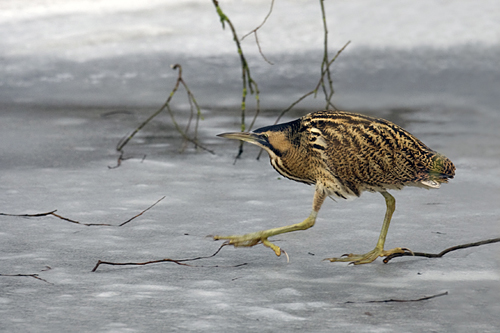 Roerdomp. Copyright Alfons van Bokhorst.