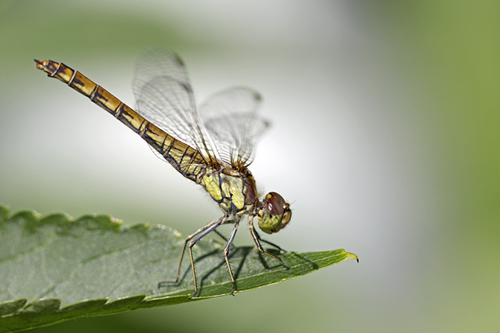 Steenrode heidelibel. Copyright Alfons van Bokhorst.