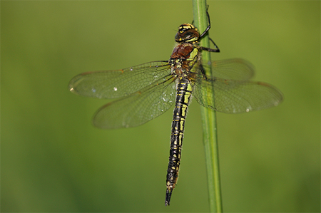 Glassnijder. Copyright Alfons van Bokhorst.