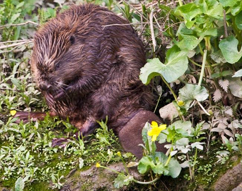 Bever. Foto  Bob Matlener 