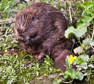 Bever. Foto  Bob Matlener 