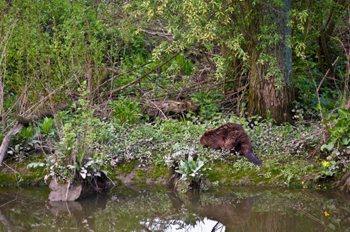 Bever. Foto  Bob Matlener.