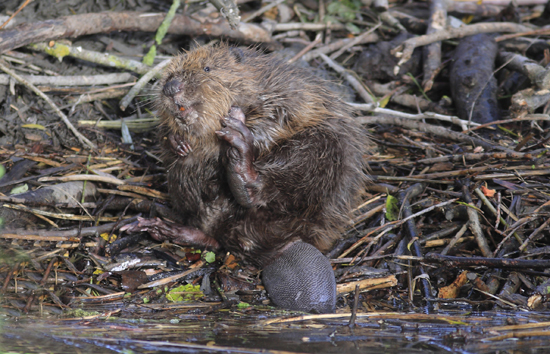 Bever. Copyright Jacques van der Neut.