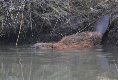 Bever. Copyright Jacques van der Neut.