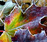 Herfstblad Noorse esdoorn. Copyright HenkvandeGraaf/www.stockburo.nl