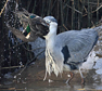 Reiger met wintertaling. Copyright Jacques van der Neut.