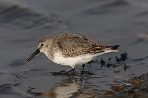 Bonte strandloper. Copyright Jacques van der Neut.