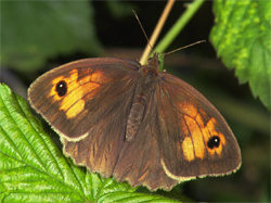 Bruin zandoogje. Foto Ab H. Baas (Copyrights De Vlinderstichting).