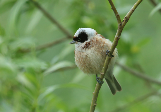 buidelmees. Copyright Jacques van der Neut.